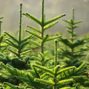 pinus-pinea-borovica-piniova-rastlinkovo
