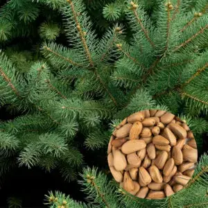 pinus-pinea-borovica-piniova-rastlinkovo
