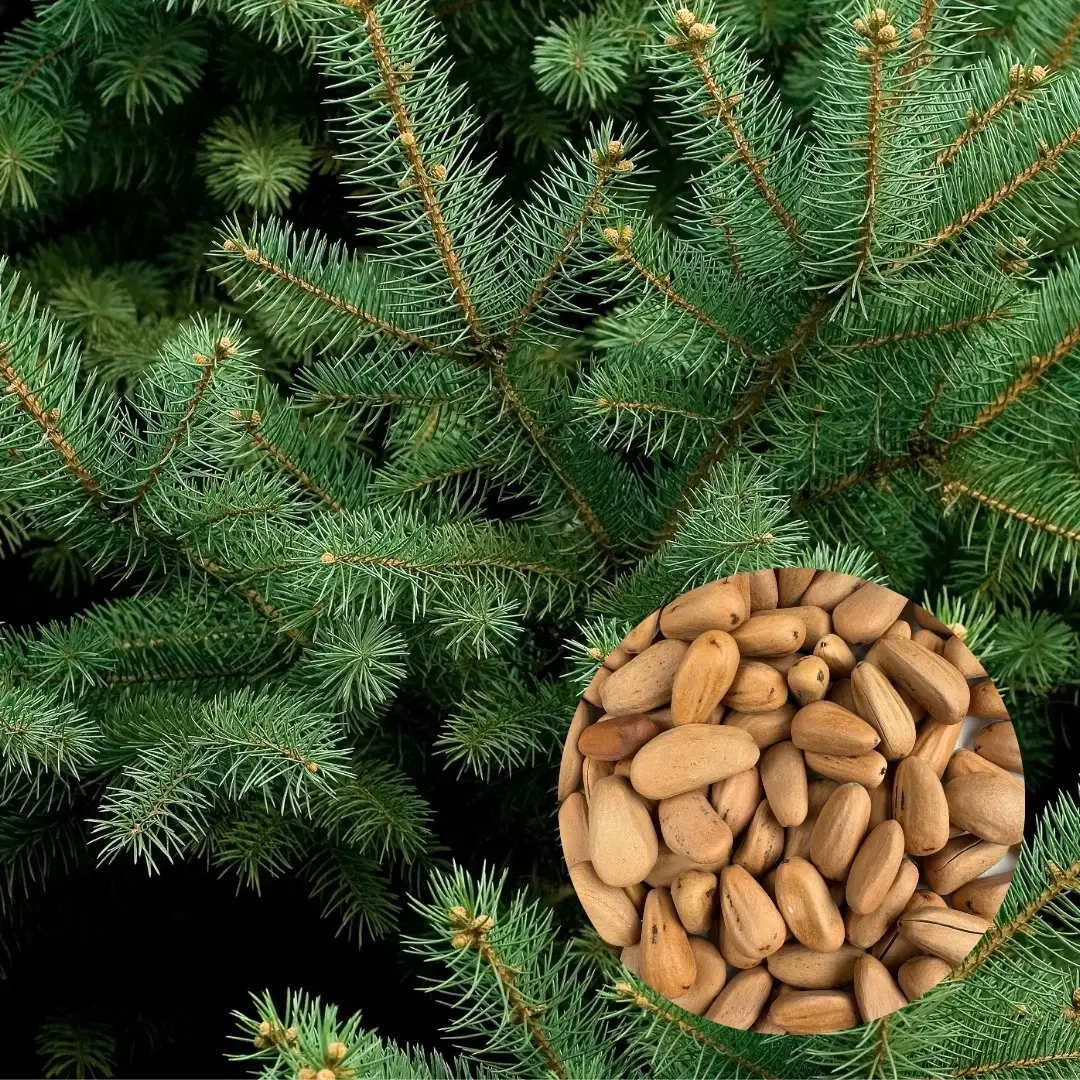 E-shop Semená Píniová borovica Pinus pinea 5 ks