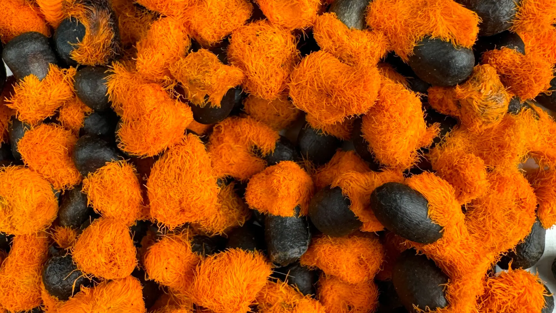 Semená rastlín: Vypestujte si svoju rastlinu od úplného začiatku + 8 inšpirácii na rastliny 3 Strelitzia-nicolai-semena-rastlinkovo