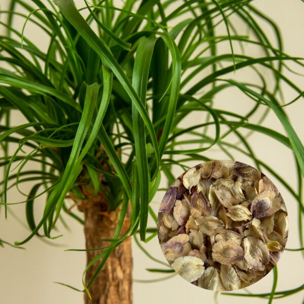 beaucarnea-recurvata-nolina-slonia-noha-rastlinkovo