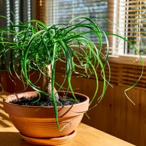 beaucarnea-recurvata-nolina-rastlinkovo