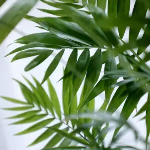 chamaedorea-elegans-rastlinkovo