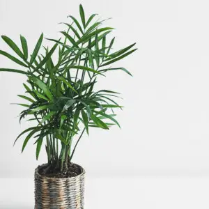 chamaedorea-elegans-rastlinkovo