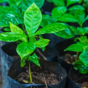 coffea-arabica-kava-semena-rastlinkovo