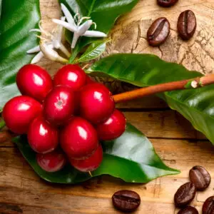 coffea-arabica-kava-semena-rastlinkovo