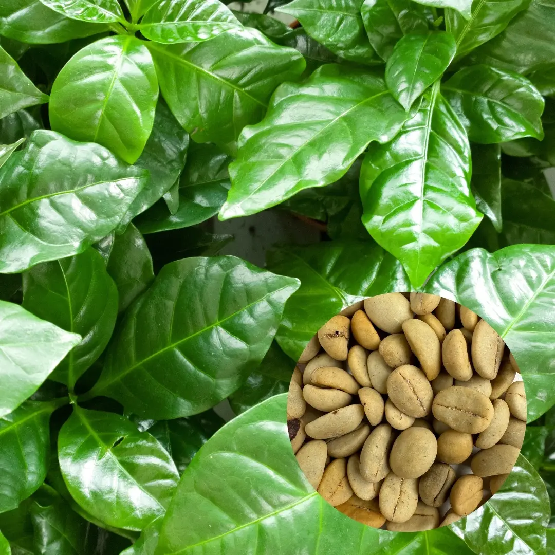 E-shop Semená Kávovník arabský Coffea arabica 5 ks
