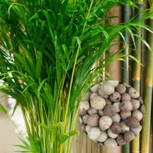 dypsis-decaryi-palma-semena-rastlinkovo