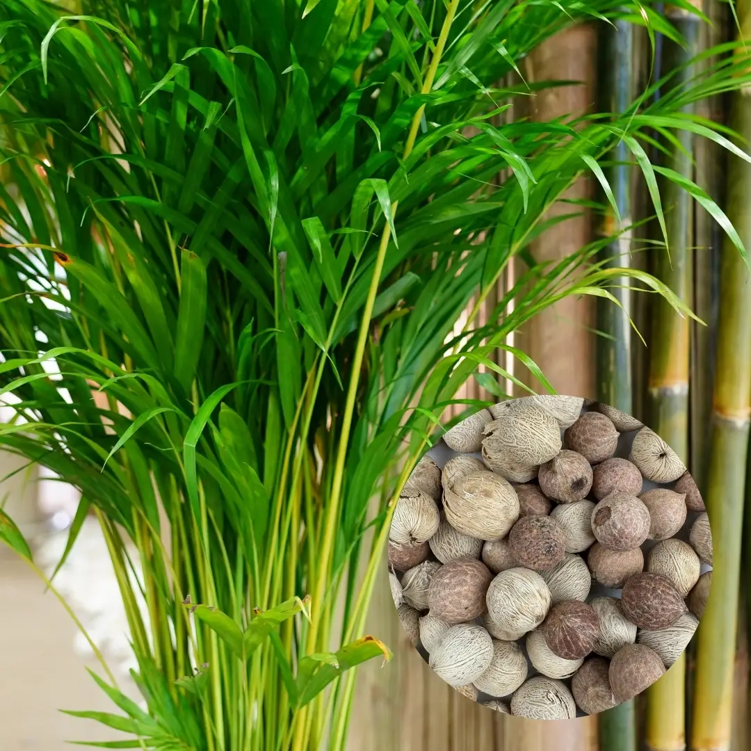 Semená Dypsis decaryi 5 ks 1 dypsis-decaryi-palma-semena-rastlinkovo