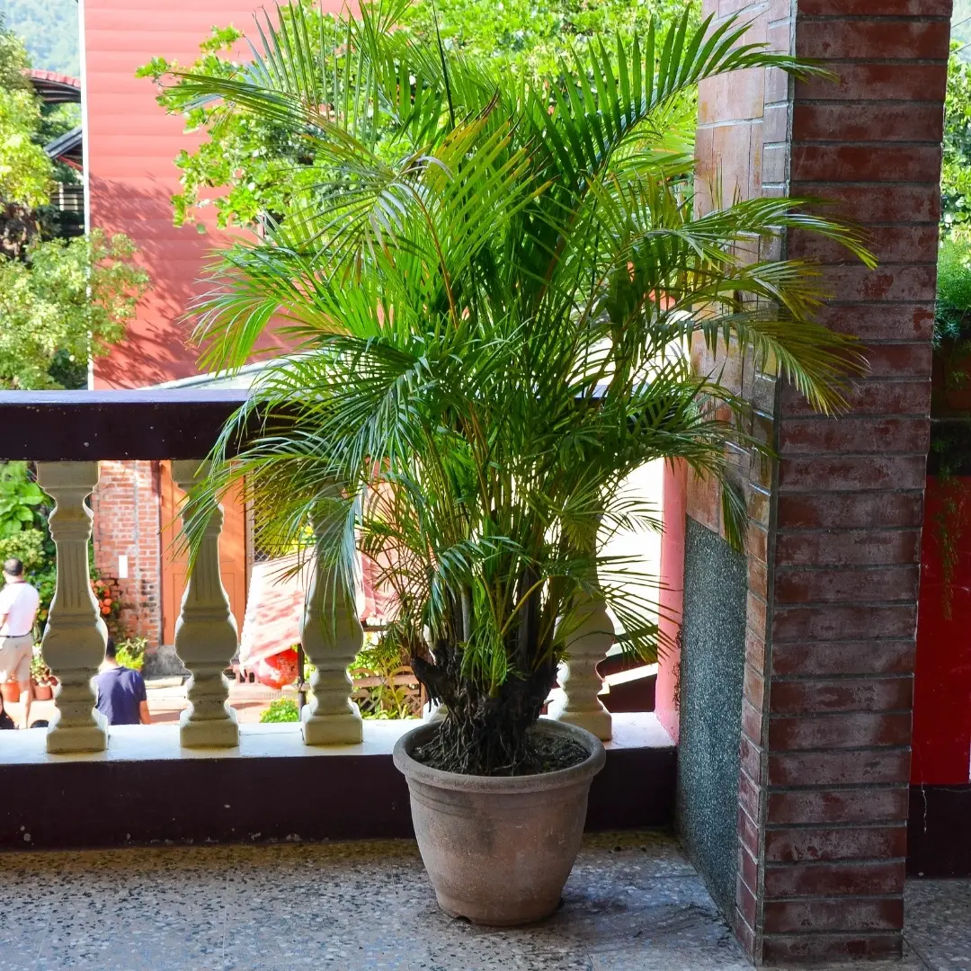 Semená Dypsis decaryi 5 ks 4 dypsis-decaryi-palma-rastlinkovo