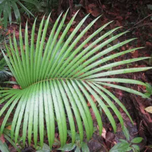dypsis-decaryi-palma-rastlinkovo