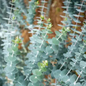 eucalyptus-pulverulenta-baby-blue-rastlinkovo