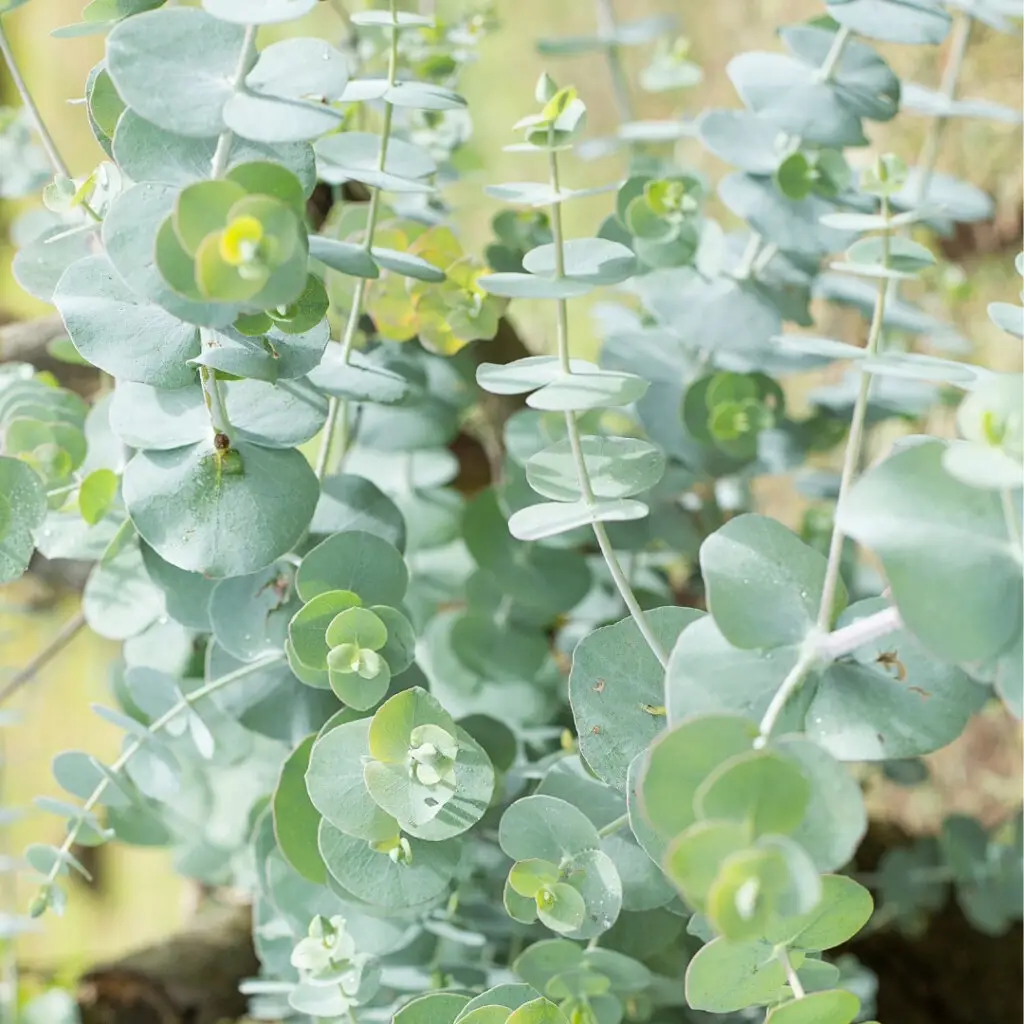 eucalyptus-pulverulenta-baby-blue-rastlinkovo