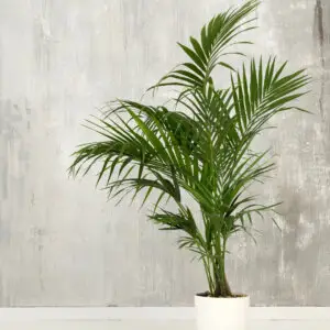 howea-kentia-rastlinkovo