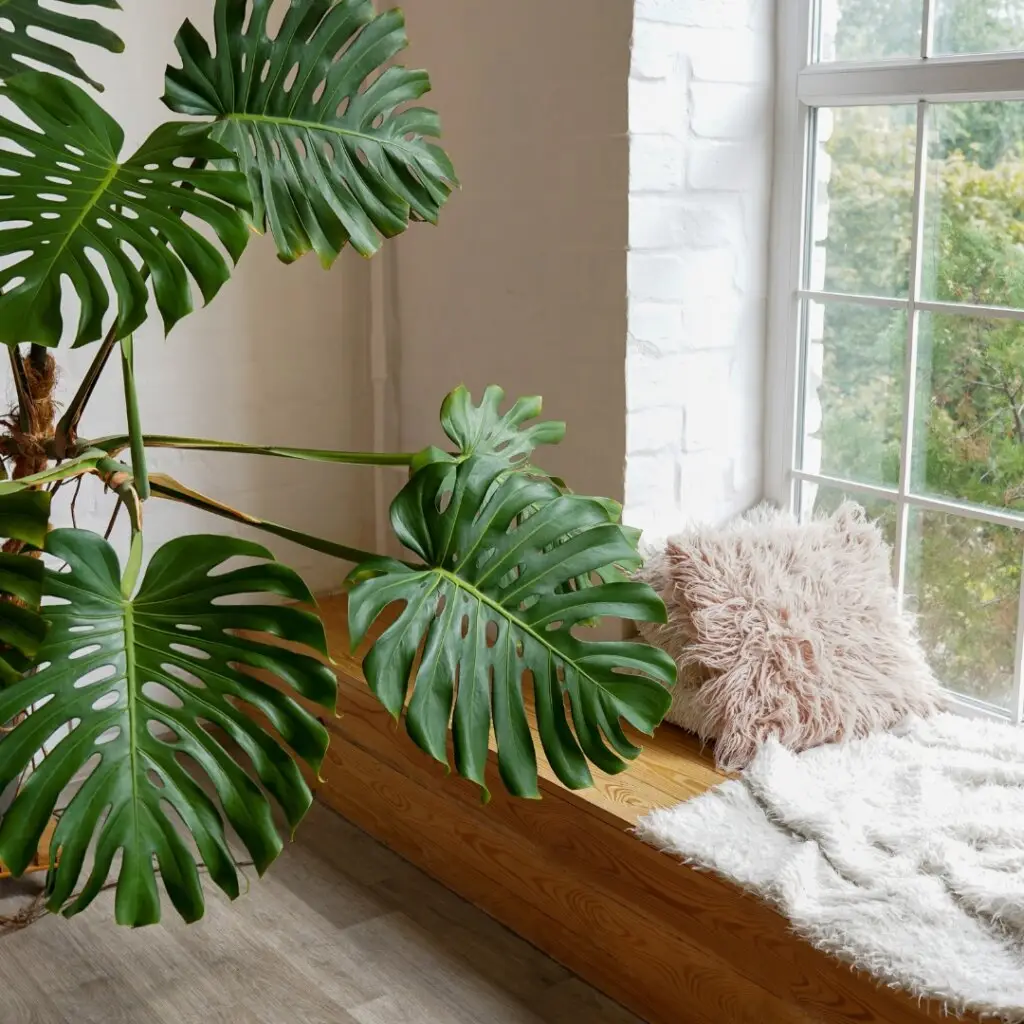 Semená rastlín: Vypestujte si svoju rastlinu od úplného začiatku + 8 inšpirácii na rastliny 8 monstera-deliciosa-semena-rastlinkovo