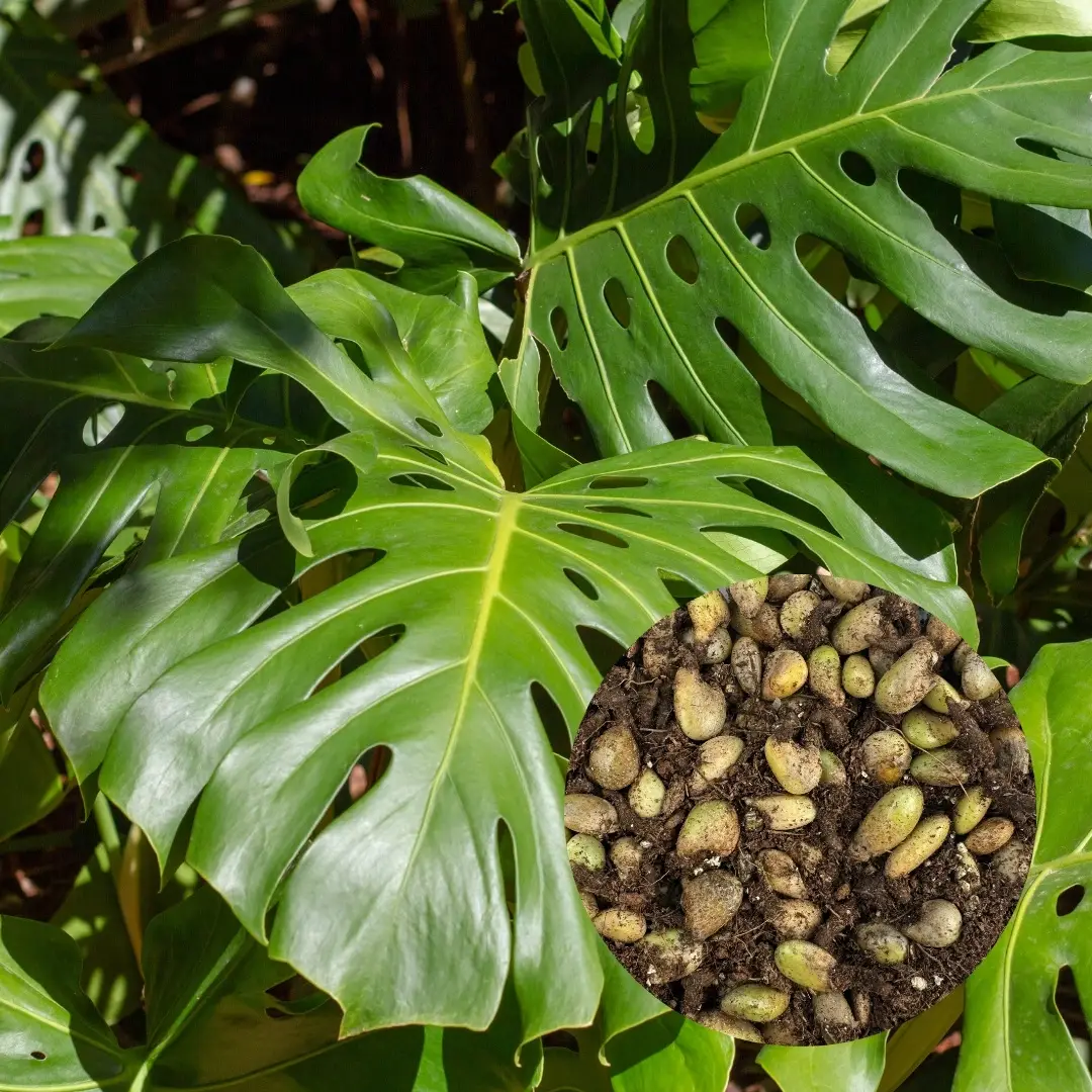 E-shop Semená Monstera deliciosa 5 ks