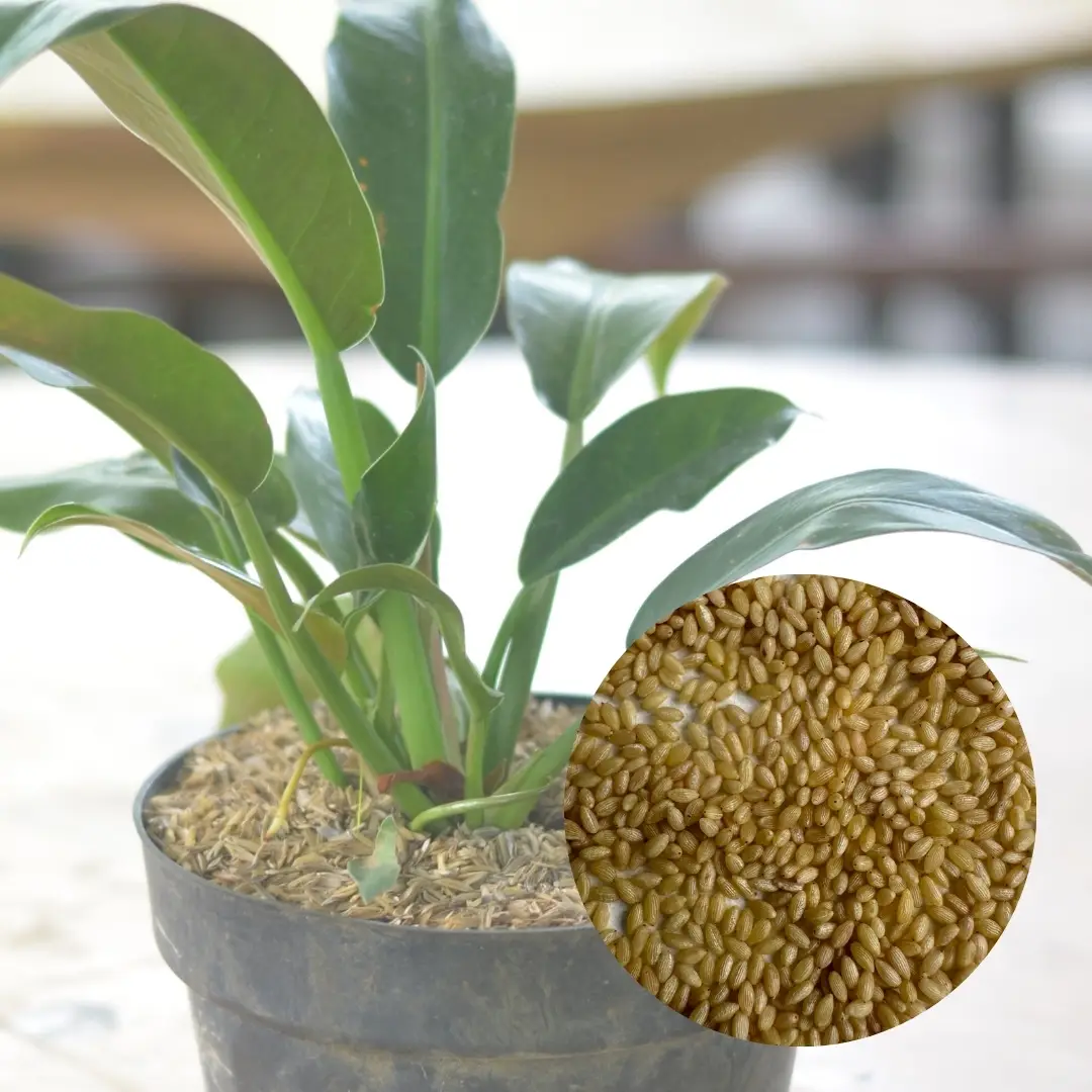 E-shop Semená Philodendron martianum 5 ks