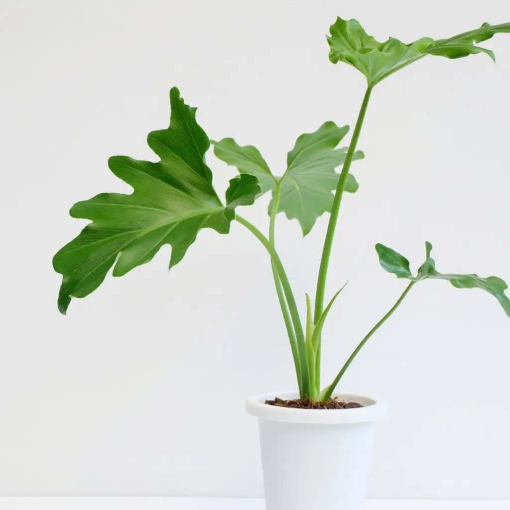 Semená rastlín: Vypestujte si svoju rastlinu od úplného začiatku + 8 inšpirácii na rastliny 10 philodendron-selloum-rastlinkovo