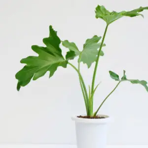 philodendron-selloum-rastlinkovo