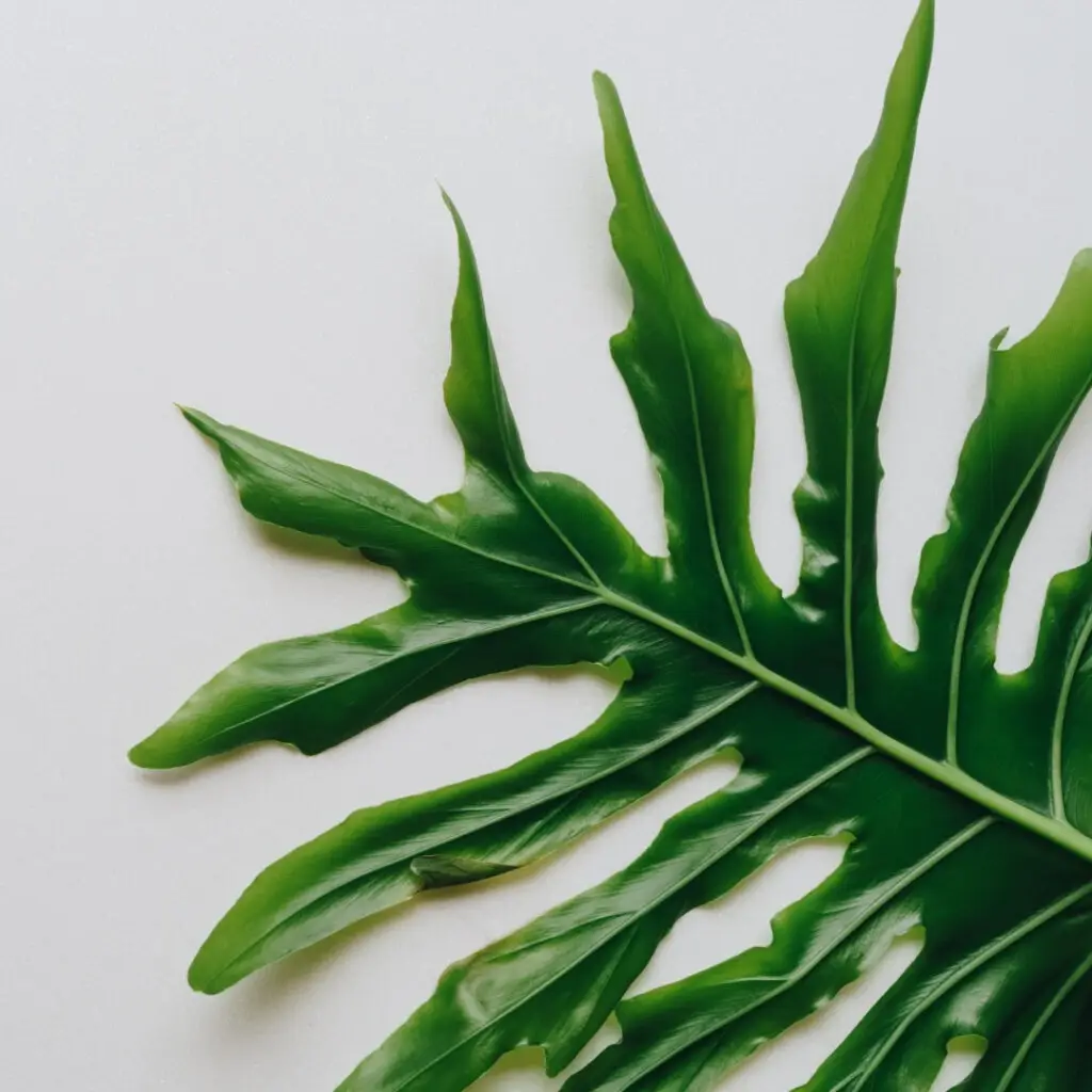 Semená rastlín: Vypestujte si svoju rastlinu od úplného začiatku + 8 inšpirácii na rastliny 11 philodendron-selloum-rastlinkovo