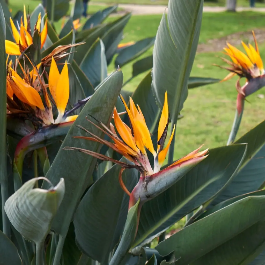 Semená rastlín: Vypestujte si svoju rastlinu od úplného začiatku + 8 inšpirácii na rastliny 4 strelitzia-reginae-strelicia-semena-rastlinkovo