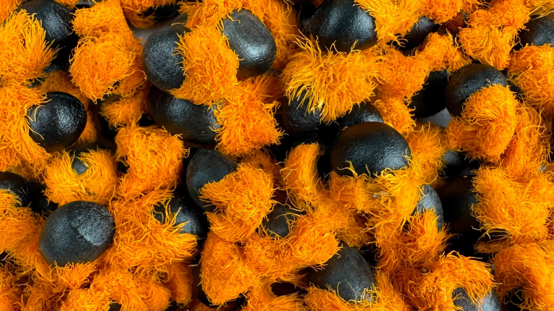 Semená rastlín: Vypestujte si svoju rastlinu od úplného začiatku + 8 inšpirácii na rastliny 6 strelitzia-reginae-strelicia-semena-rastlinkovo