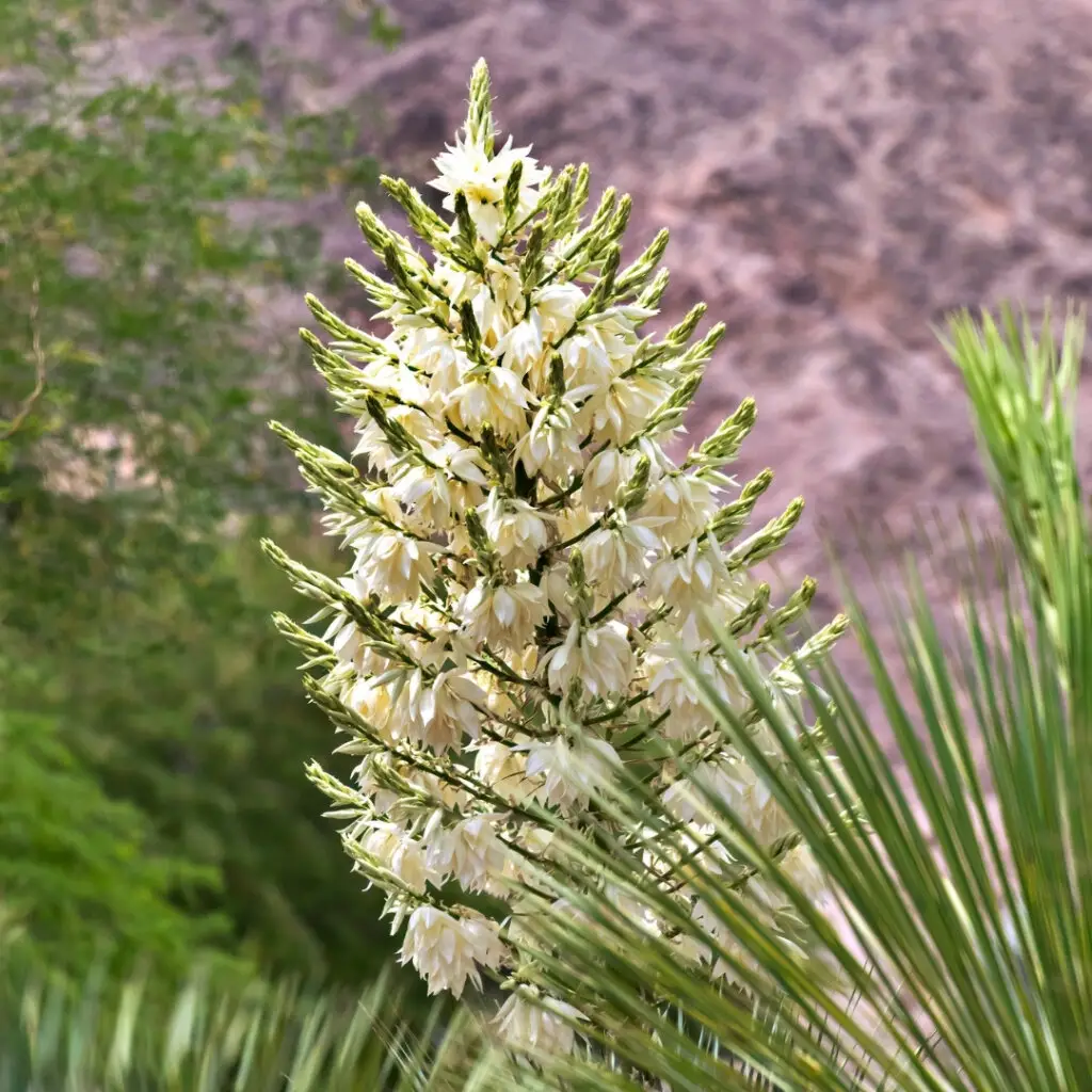 Semená rastlín: Vypestujte si svoju rastlinu od úplného začiatku + 8 inšpirácii na rastliny 14 yucca-rostrata-palma-semena-rastlinkovo