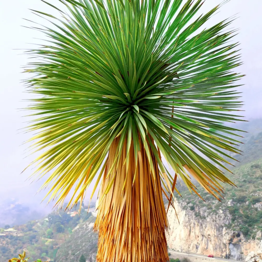 Semená rastlín: Vypestujte si svoju rastlinu od úplného začiatku + 8 inšpirácii na rastliny 13 yucca-rostrata-palma-semena-rastlinkovo