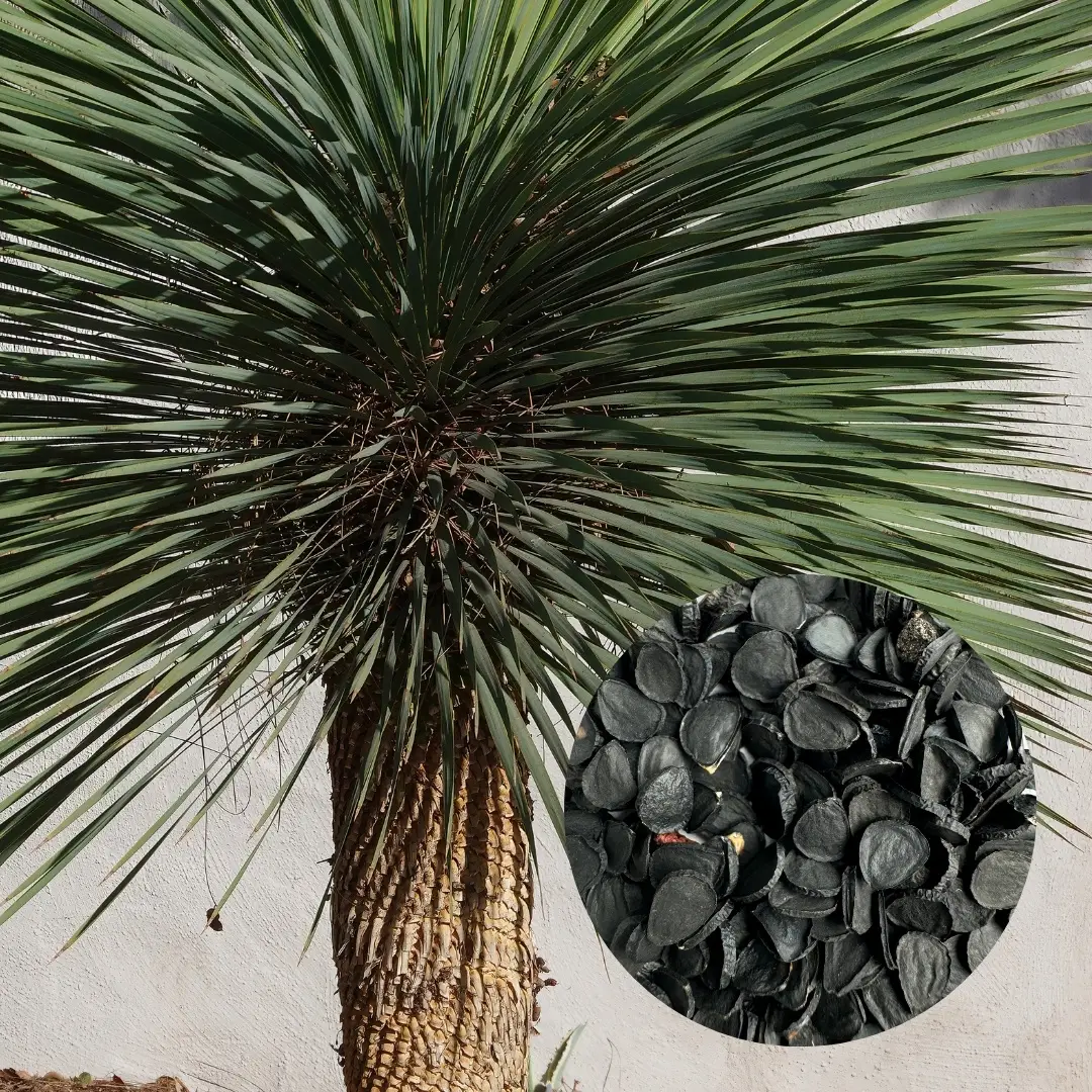 E-shop Semená Yucca rostrata 5 ks