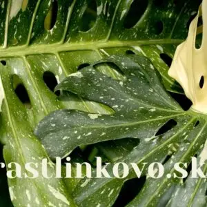 darcekova-poukazka-rastlinkovo