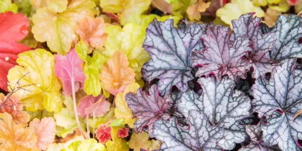 Heuchera rôznych farieb – od žltej, oranžovej až po striebornú s fialovým žilkovaním.