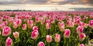 tulipany-rastlinkovo