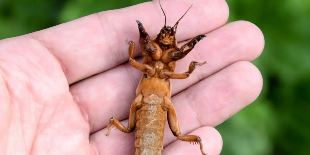 Krtonôžka obyčajná (Gryllotalpa gryllotalpa) na zelenom liste