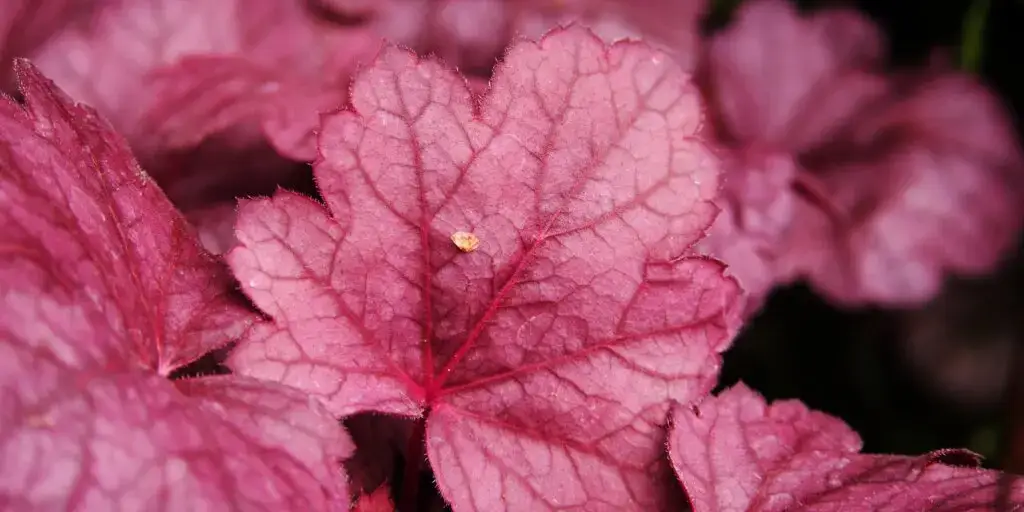 Heuchera sfarbená do červenej farby
