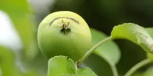 Piliarka jablčná – škodca ovocných stromov, detailný pohľad na dospelého jedinca.