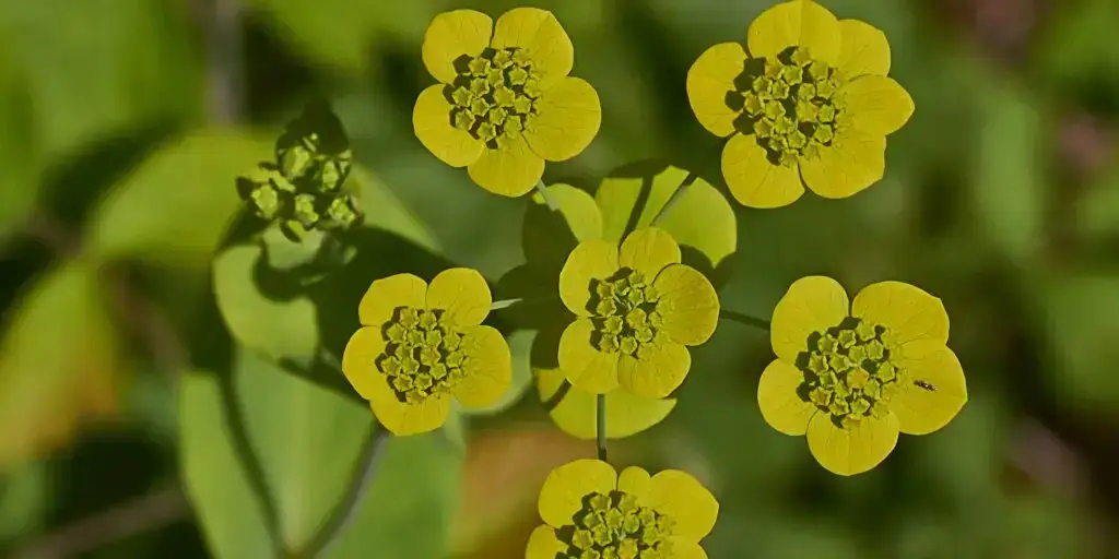 12 6