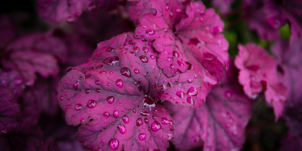 Heuchera sfarbená do ružovej farby