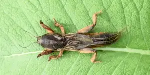 Krtonôžka obyčajná (Gryllotalpa gryllotalpa) na zelenom liste