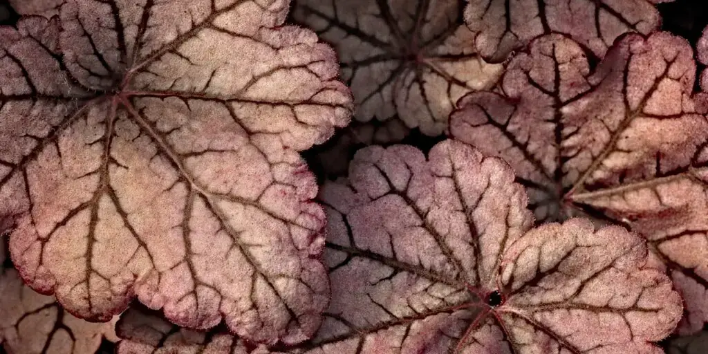 Heuchera s výraznou žilnatinou