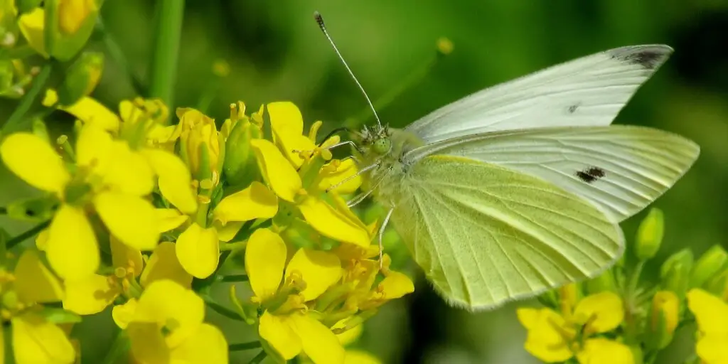 Motýľ mlynárik kapustový (Pieris brassicae) na žltých kvetoch