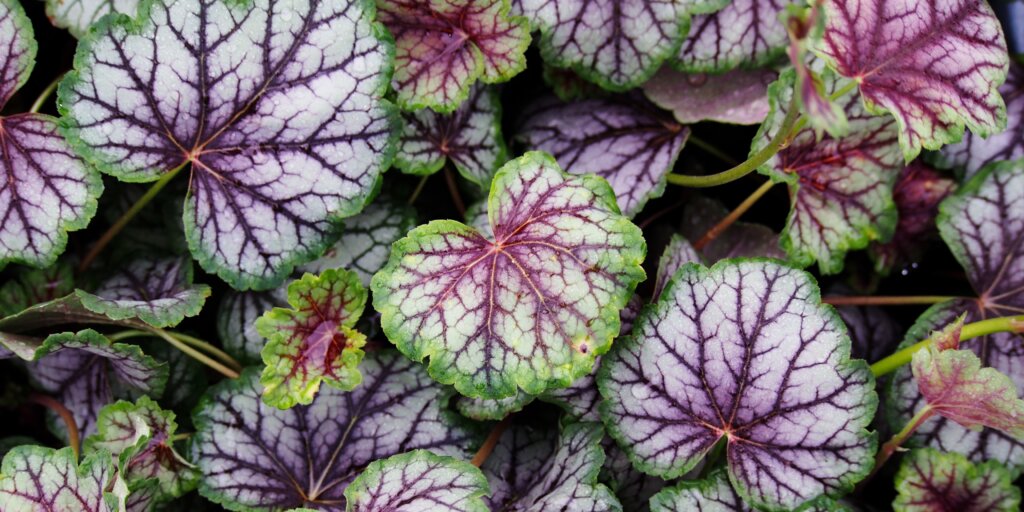 Heuchera rôznych farieb – od zelenej až po striebornú s fialovým žilkovaním