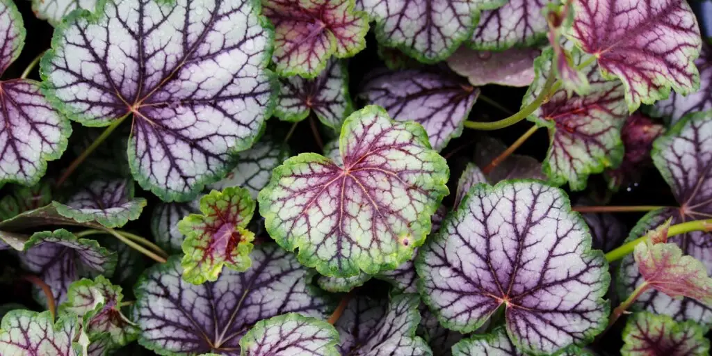 Heuchera rôznych farieb – od zelenej až po striebornú s fialovým žilkovaním