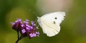 Motýľ mlynárik kapustový (Pieris brassicae) na fialových kvetoch