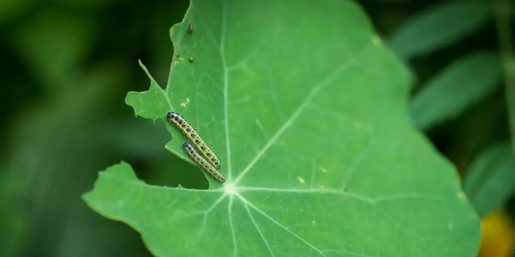 Mlynárik kapustový (Pieris brassicae) - húsenica na liste