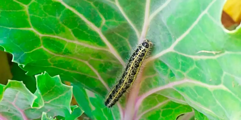 Mlynárik kapustový (Pieris brassicae) - húsenica na liste kapusty