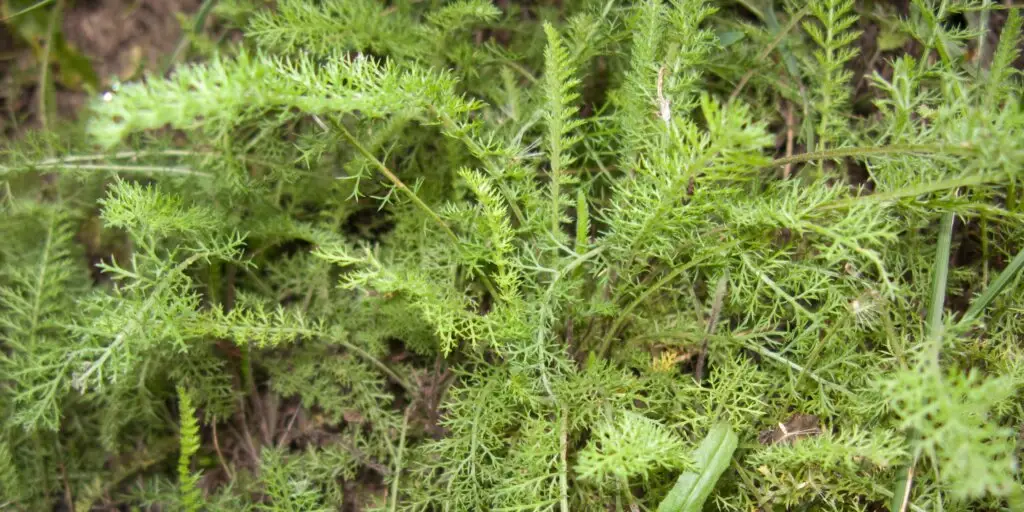 Rebríček obyčajný – zelené časti rastliny (myší chvost)