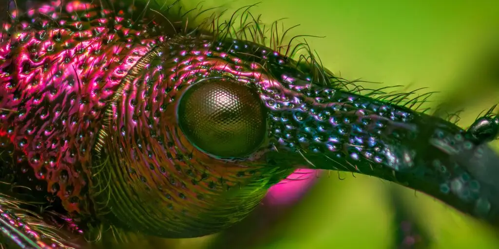 Nosánik (Curculionidae) škodca v prírode