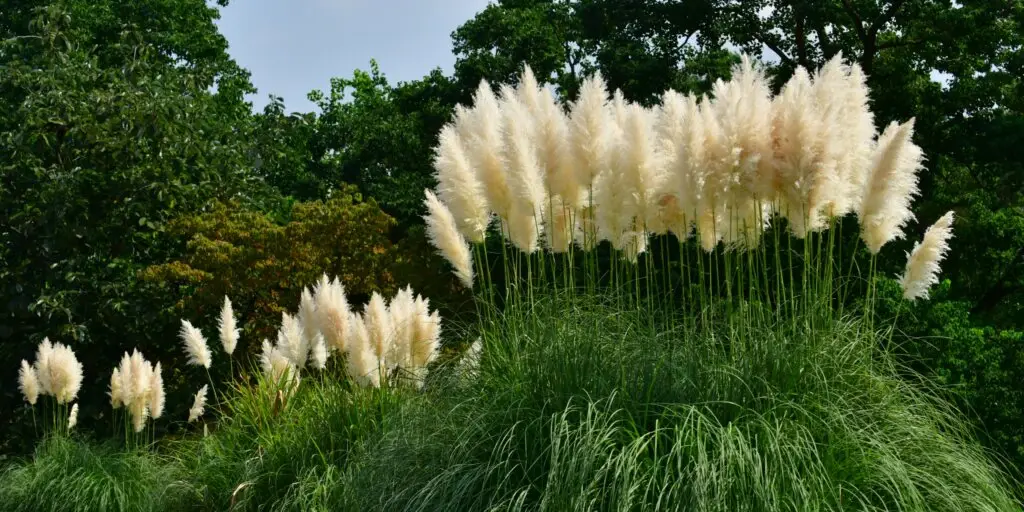 Pampová tráva: Najkrajšia okrasná tráva v záhrade 2 Pampová tráva (Cortaderia selloana) s vysokými, nadýchanými bielymi súkvetiami v záhradnej výsadbe.