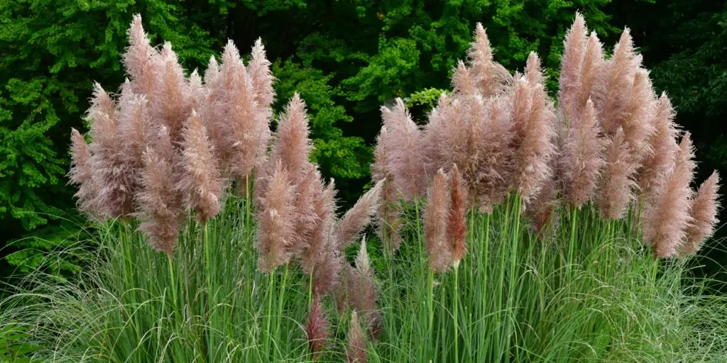 Pampová tráva: Najkrajšia okrasná tráva v záhrade 3 Pampová tráva (Cortaderia selloana) s vysokými, nadýchanými bielymi súkvetiami v záhradnej výsadbe.