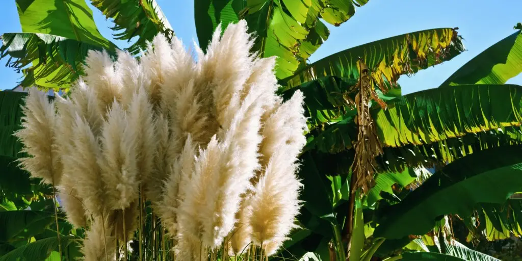 Pampová tráva: Najkrajšia okrasná tráva v záhrade 1 Pampová tráva (Cortaderia selloana) s vysokými, nadýchanými bielymi súkvetiami v záhradnej výsadbe.